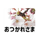 *花*桜 2（個別スタンプ：13）