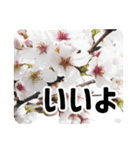 *花*桜 2（個別スタンプ：16）