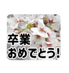 *花*桜 2（個別スタンプ：19）