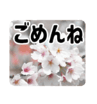 *花*桜 2（個別スタンプ：20）