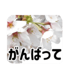 *花*桜 2（個別スタンプ：21）