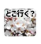 *花*桜 2（個別スタンプ：24）