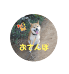 仲良猫犬（個別スタンプ：7）