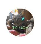 仲良猫犬（個別スタンプ：10）