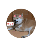 仲良猫犬（個別スタンプ：17）