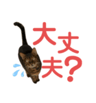 ルナルナスタンプ②（個別スタンプ：6）
