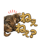 ルナルナスタンプ②（個別スタンプ：12）