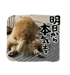 ゴル犬の気持ち（個別スタンプ：4）