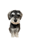 犬と話したい日は（個別スタンプ：4）