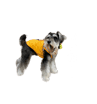 犬と話したい日は（個別スタンプ：13）