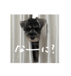 犬と話したい日は（個別スタンプ：15）