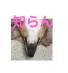 マイロ犬 その2（個別スタンプ：7）