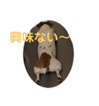 マイロ犬 その2（個別スタンプ：8）