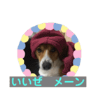 マイロ犬 その2（個別スタンプ：9）