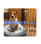 マイロ犬 その2（個別スタンプ：14）