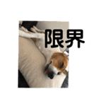 マイロ犬 その2（個別スタンプ：16）