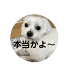 コロ犬 其の一（個別スタンプ：2）