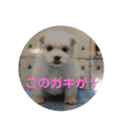 コロ犬 其の一（個別スタンプ：4）