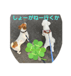 コロ犬 其の一（個別スタンプ：6）