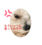 コロ犬 其の一（個別スタンプ：8）