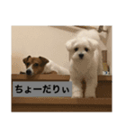 コロ犬 其の一（個別スタンプ：9）