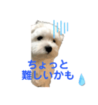 コロ犬 其の一（個別スタンプ：10）