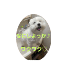 コロ犬 其の一（個別スタンプ：11）