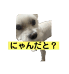 コロ犬 其の一（個別スタンプ：14）