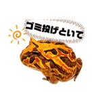 ツノガエルの北海道弁（個別スタンプ：14）