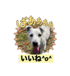 お気楽わんずマイミル編（個別スタンプ：5）
