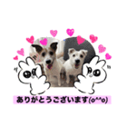 お気楽わんずマイミル編（個別スタンプ：6）