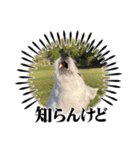 お気楽わんずマイミル編（個別スタンプ：8）