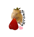 ハムちゃんはかわいい。（個別スタンプ：1）