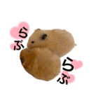 ハムちゃんはかわいい。（個別スタンプ：3）