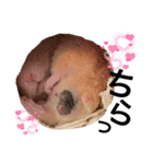 ハムちゃんはかわいい。（個別スタンプ：8）