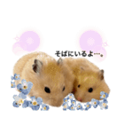 ハムちゃんはかわいい。（個別スタンプ：11）