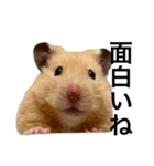 ハムちゃんはかわいい。（個別スタンプ：12）