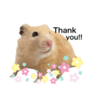 ハムちゃんはかわいい。（個別スタンプ：15）