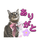 Ti-Ni-Zu（個別スタンプ：1）