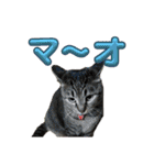 Ti-Ni-Zu（個別スタンプ：6）