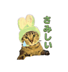 Ti-Ni-Zu（個別スタンプ：9）
