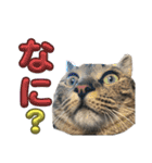 Ti-Ni-Zu（個別スタンプ：15）