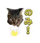 Ti-Ni-Zu（個別スタンプ：26）