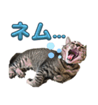 Ti-Ni-Zu（個別スタンプ：31）