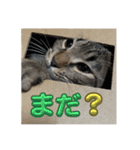 Ti-Ni-Zu（個別スタンプ：34）