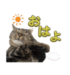 Ti-Ni-Zu（個別スタンプ：36）