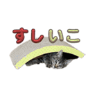 Ti-Ni-Zu（個別スタンプ：40）