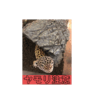 俺が！俺達がレオパだ！！（個別スタンプ：1）