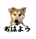 柴犬のとさまる(日常)（個別スタンプ：2）