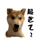 柴犬のとさまる(日常)（個別スタンプ：3）